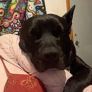 Lola participe au concours pour gagner de l'argent avec cette photo : dog, black_dog, pet, canine, portrait, close_up, indoors, bedroom, bed, pillows, blanket, bedding, black_fur, pointed_ears, lying_down, relaxed, serious_expression, looking_at_camera, colorful_curtain, home
