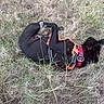 Lola a rejoint le concours — aidez-le/la à gagner de superbes lots ! dog, black_dog, pet, animal, harness, orange_harness, pink_strap, grass, tall_grass, dry_grass, outdoors, nature, resting, lying_down, curled_up, playful, black_fur, collar, leash, rural