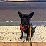 Lola a rejoint le concours — aidez-le/la à gagner de superbes lots ! dog, black_dog, pet, animal, sitting, urban, sidewalk, street, city, night, outdoor, harness, backpack, leash, pointy_ears, portrait, alert, pavement, public_transit, photography
