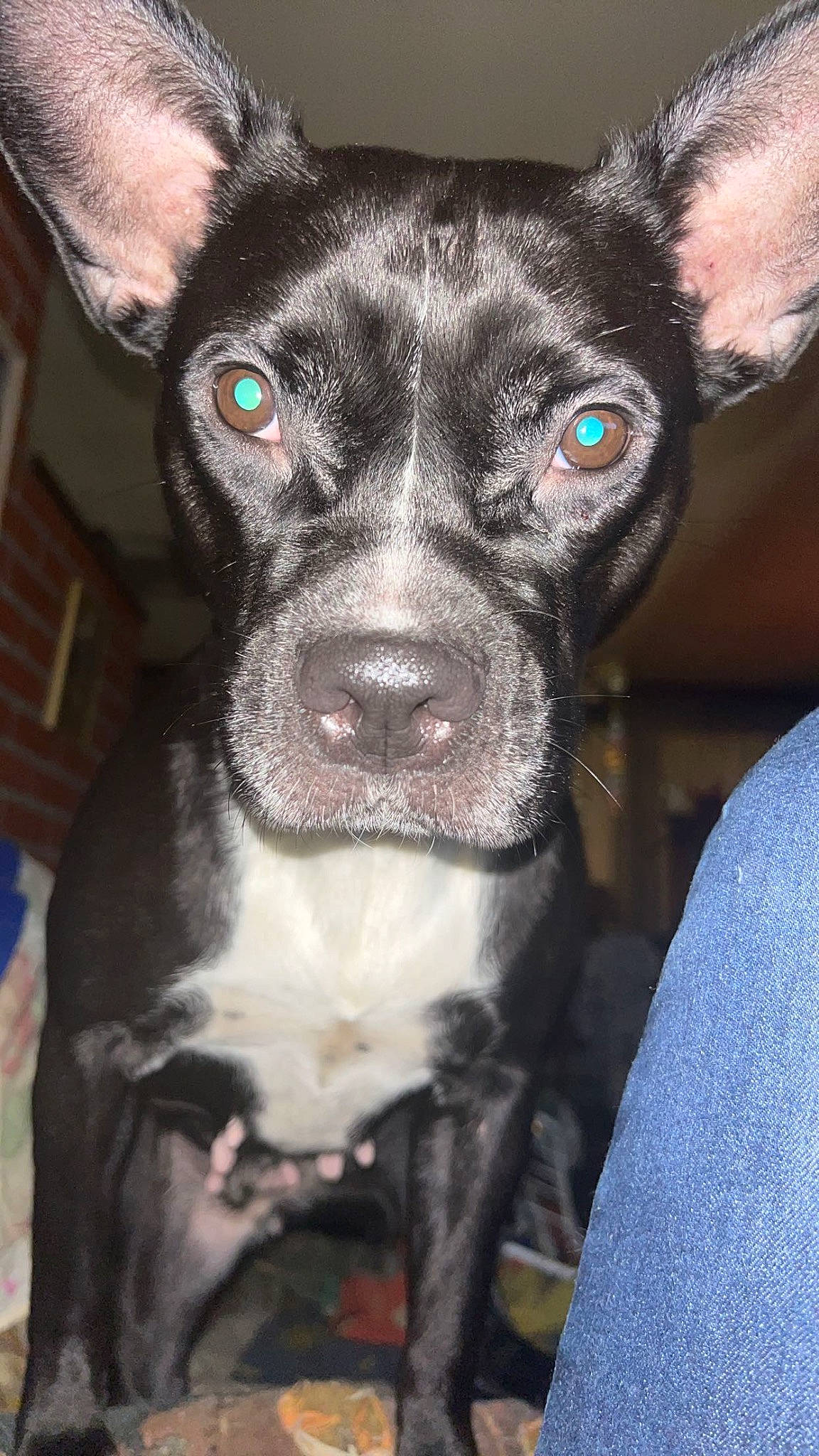 Bella