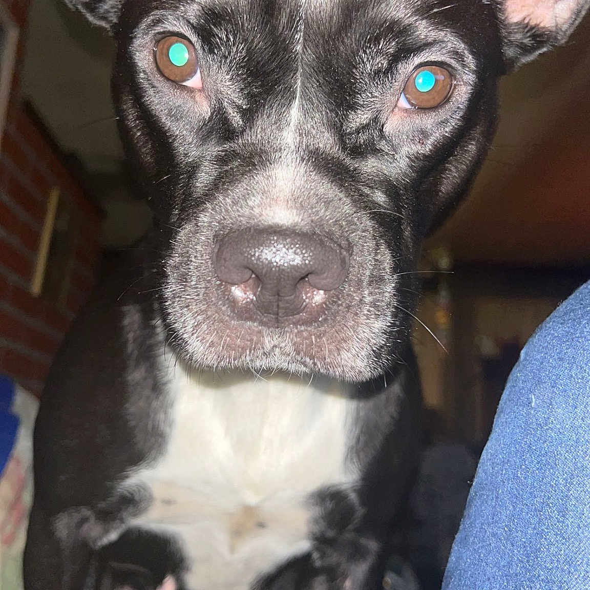 Bella