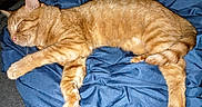 Pumpkin is registered to the contest to win money with this photo: cat, tabby, orange_cat, sleeping, sleepy, animal, pet, feline, fur, whiskers, ears, paws, tail, blue_blanket, bed, indoors, relaxed, nap, closeup, flash_photography