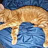 cat, tabby, orange_cat, sleeping, sleepy, animal, pet, feline, fur, whiskers, ears, paws, tail, blue_blanket, bed, indoors, relaxed, nap, closeup, flash_photography