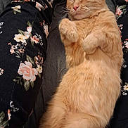 Pumpkin joined the competition — help win amazing prizes! cat, orange_cat, sleeping, relaxed, fluffy, fur, whiskers, closed_eyes, paws, belly, lying_down, indoor, cozy, blanket, floral_pattern, fabric, pet, animal, portrait, cute