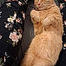 cat, orange_cat, sleeping, relaxed, fluffy, fur, whiskers, closed_eyes, paws, belly, lying_down, indoor, cozy, blanket, floral_pattern, fabric, pet, animal, portrait, cute