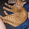 Pumpkin joined the competition — help win amazing prizes! cat, orange_tabby, ginger_cat, feline, pet, animal, lying_down, lounging, sleepy, staring, whiskers, ears, striped_fur, fur, tail, bed, blanket, bedding, indoor, home