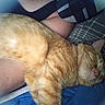 Pumpkin is registered to the contest to win money with this photo: cat, orange_cat, sleeping, pet, animal, furry, whiskers, pink_nose, closed_eyes, relaxed, napping, cuddling, lap, human, blanket, indoor, cozy, closeup, ginger, fluffy