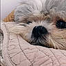 bed, blanket, close_up, cozy, cute, dog, eyes, face, fluffy, fur, indoors, nose, pet, portrait, quilt, resting, scruffy, sleepy, small_dog, wood