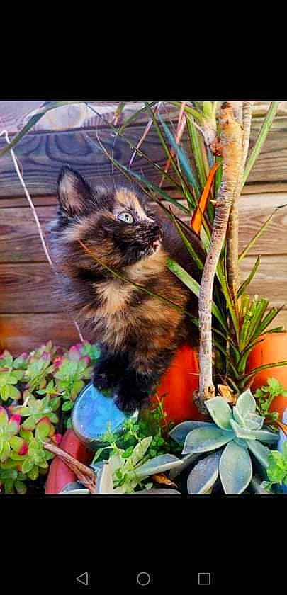 Myrtille