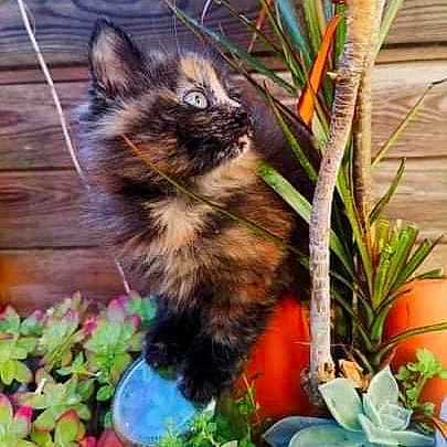 Myrtille