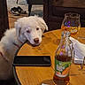 Bayka a rejoint le concours — aidez-le/la à gagner de superbes lots ! dog, puppy, white_dog, fluffy, pet, animal, face, eyes, nose, indoor, restaurant, cafe, table, wooden_table, bottle, beverage, tea, glass, phone, furniture