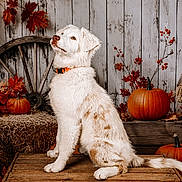 Bayka participe au concours pour gagner de l'argent avec cette photo : dog, white_dog, fluffy, sitting, outdoor, autumn, halloween, pumpkins, scarecrow, hay, wagon_wheel, rustic, wooden_background, red_leaves, fall_decor, harvest, orange_collar, portrait, seasonal, animal_photography