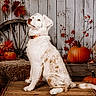 dog, white_dog, fluffy, sitting, outdoor, autumn, halloween, pumpkins, scarecrow, hay, wagon_wheel, rustic, wooden_background, red_leaves, fall_decor, harvest, orange_collar, portrait, seasonal, animal_photography