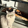 Sya participe au concours pour gagner de l'argent avec cette photo : cat, indoor, sunlight, shadow, green_eyes, furry, curious, wooden_tray, decor, candle, table, glass_surface, closeup, pet, animal, whiskers, looking_up, cozy, gray_fur, domestic_cat