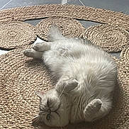 Sya participe au concours pour gagner de l'argent avec cette photo : cat, fluffy, lying_down, relaxed, indoor, rug, woven_rug, circular_rug, pet, animal, floor, tile_floor, whiskers, paws, sleepy, feline, cute, domestic_cat, resting, cozy
