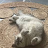 cat, fluffy, lying_down, relaxed, indoor, rug, woven_rug, circular_rug, pet, animal, floor, tile_floor, whiskers, paws, sleepy, feline, cute, domestic_cat, resting, cozy
