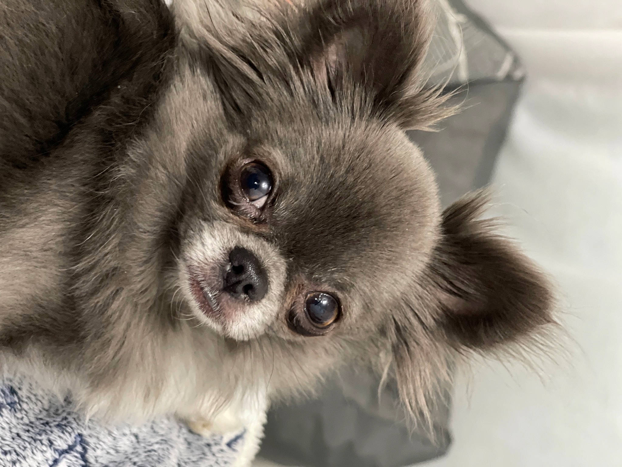 Parker participe au concours pour gagner de l'argent avec cette photo : canidae, carnivore, companion_dog, dog, dog_breed, ear, eye, face, fawn, fur, liver, paw, primate, snout, sporting_group, terrestrial_animal, toy_dog, whiskers, wildlife, working_animal