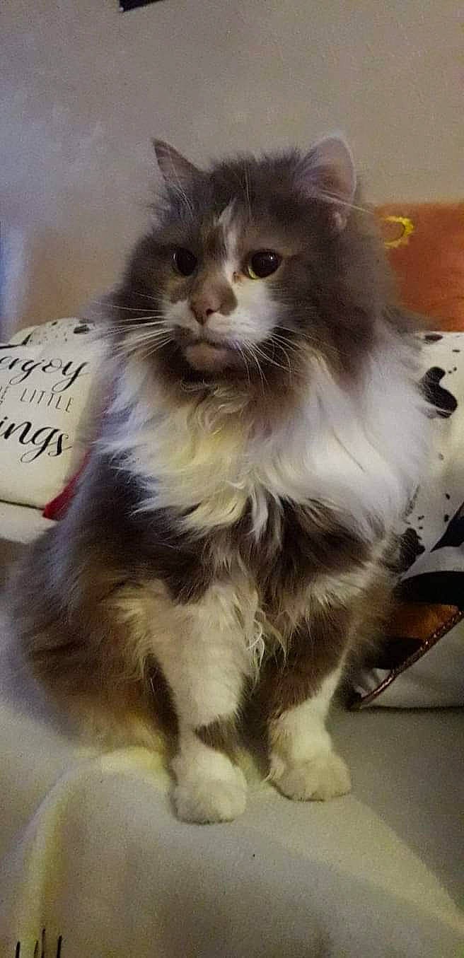 Marou participe au concours pour gagner de l'argent avec cette photo : box, british_longhair, carnivore, cat, claw, fawn, felidae, fur, maine_coon, paw, persian, ragdoll, small_to_medium_sized_cats, snout, tail, terrestrial_animal, whiskers