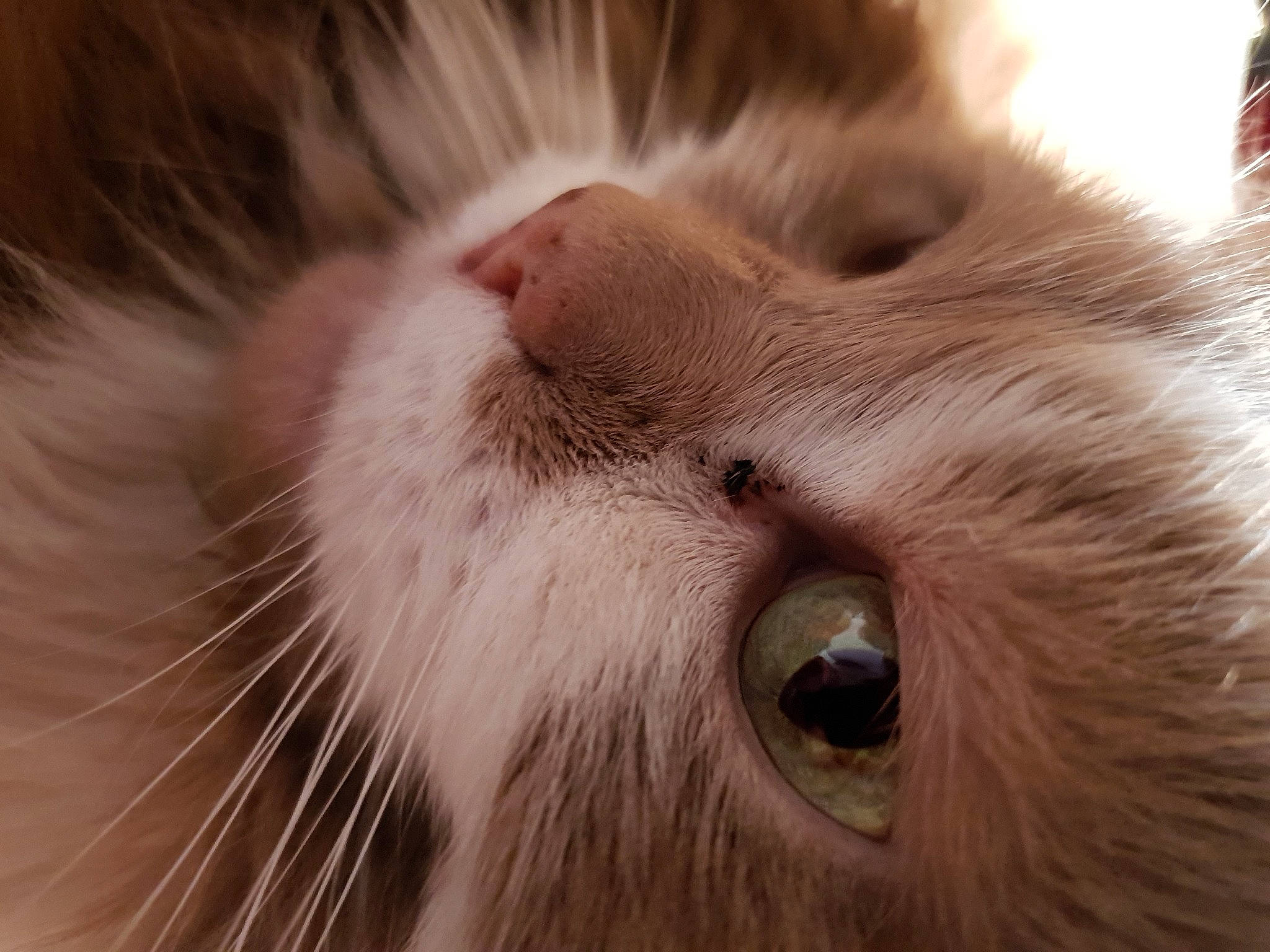 Marou participe au concours pour gagner de l'argent avec cette photo : carnivore, cat, claw, close_up, domestic_short_haired_cat, ear, eye, eyelash, fawn, felidae, fur, paw, small_to_medium_sized_cats, snout, tail, terrestrial_animal, whiskers