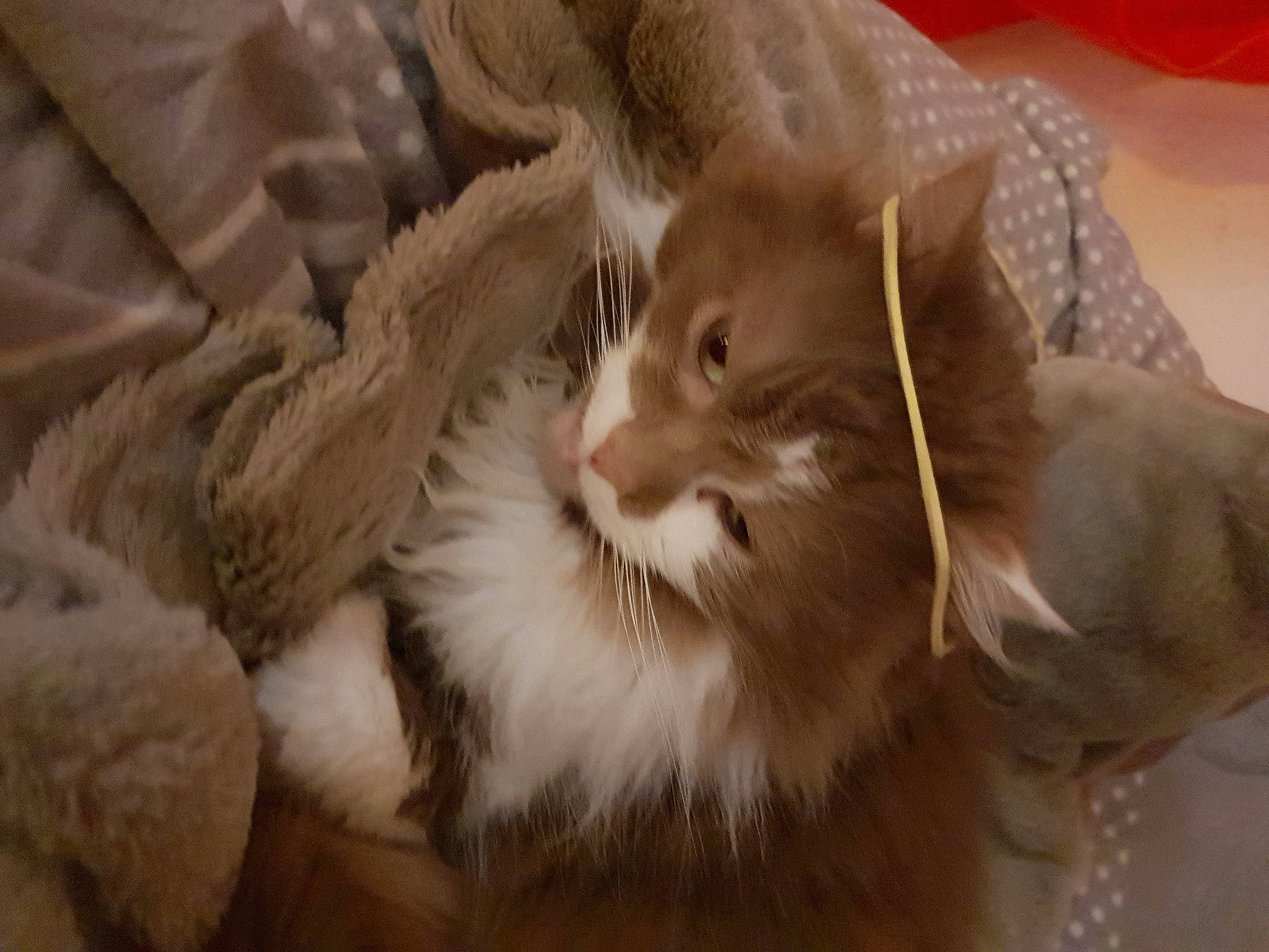 Marou participe au concours pour gagner de l'argent avec cette photo : carnivore, cat, cat_supply, claw, companion_dog, domestic_short_haired_cat, eye, fawn, feather, felidae, fur, norwegian_forest_cat, paw, small_to_medium_sized_cats, snout, tail, whiskers, wildlife, wood