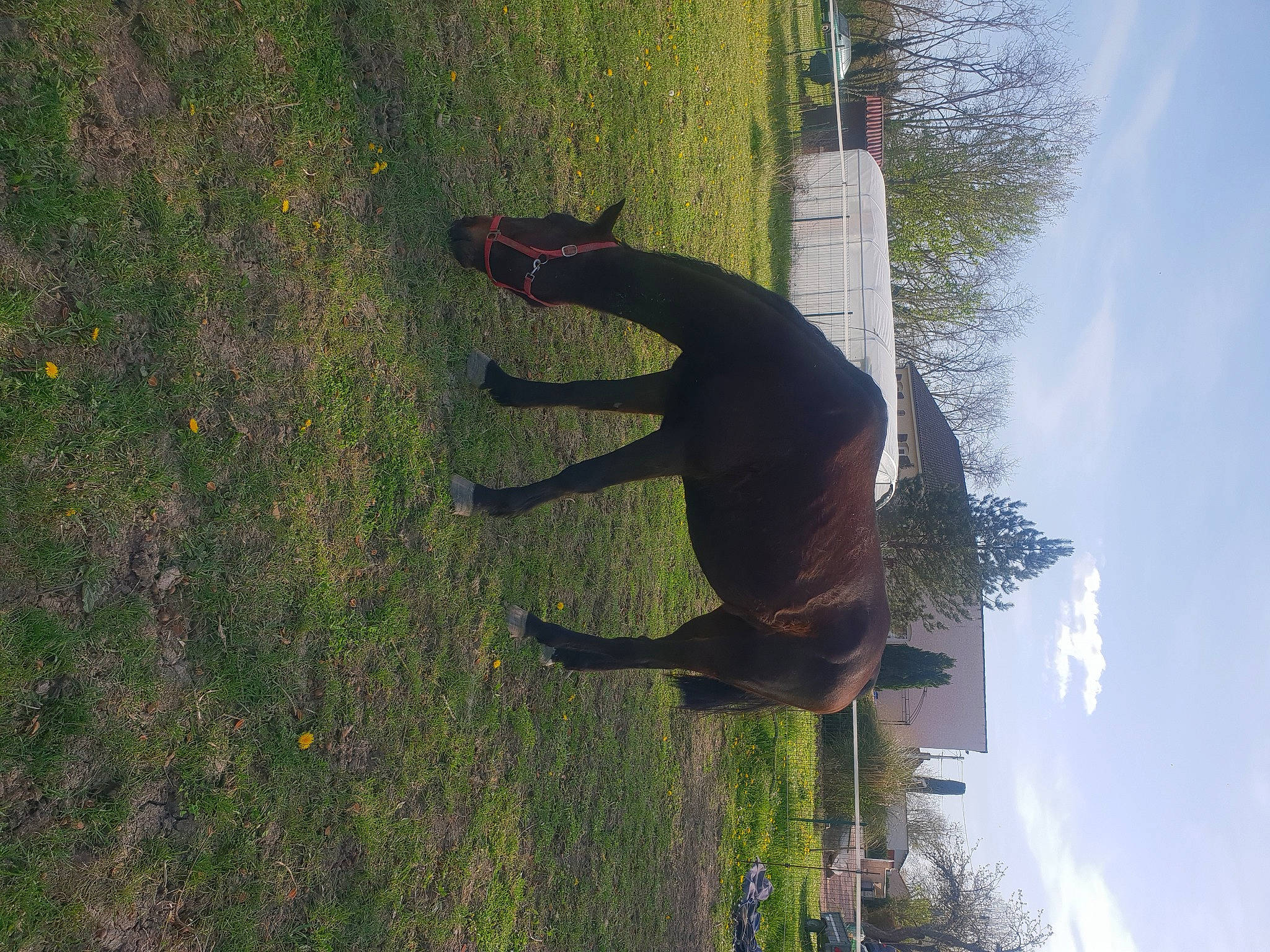 Dragster Winner participe au concours pour gagner de l'argent avec cette photo : biome, dog, fun, grass, grass_family, grassland, landscape, leisure, pasture, people_in_nature, plant, reflection, shadow, shrub, sky, sporting_group, tail, tree, water