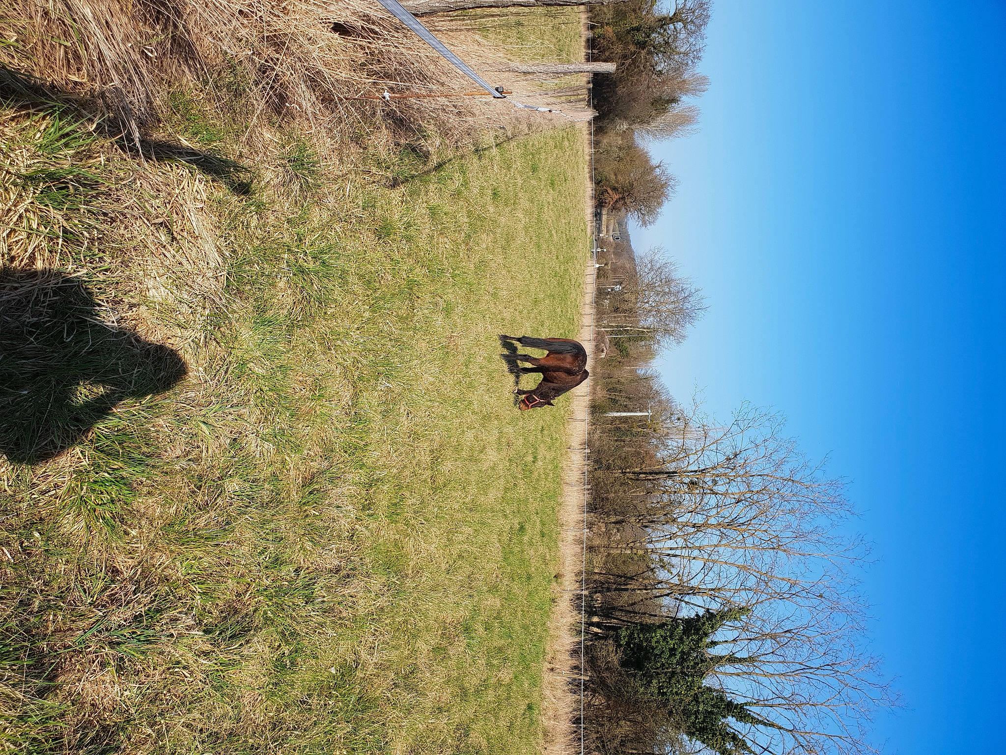 Dragster Winner participe au concours pour gagner de l'argent avec cette photo : branch, ecoregion, grass, grass_family, grassland, house, insect, landscape, plant, pollinator, prairie, shrub, sky, slope, soil, tints_and_shades, tree, trunk, twig, wood