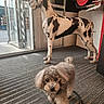 Doddy participe au concours pour gagner de l'argent avec cette photo : animal, building, carpet, closeup, curious, decor, dog, entrance, floor, glass_door, gray_dog, indoor, leash, lighting, pet, portrait, signage, spotted_statue, standing, statue