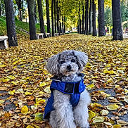 Doddy participe au concours pour gagner de l'argent avec cette photo : animal, autumn, canine, cute, daylight, dog, fall, fur, jacket, leaf_litter, leaves, nature, outdoor, park, path, pet, scenery, seasonal, sitting, trees