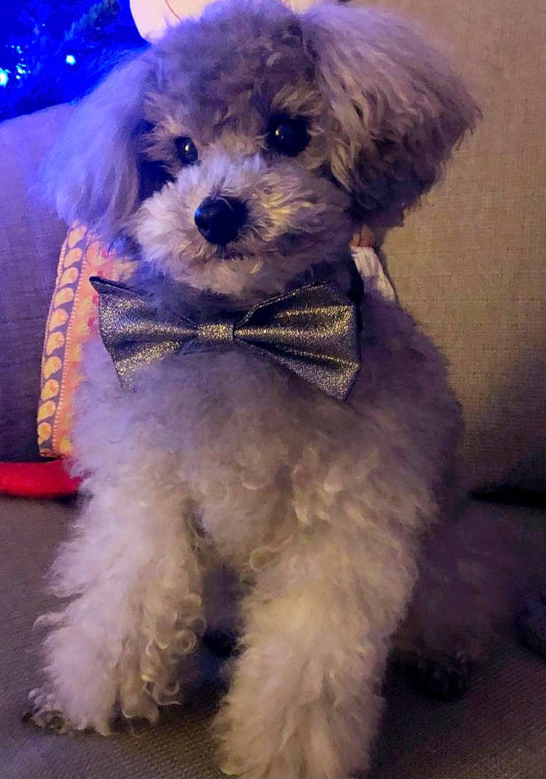 Doddy participe au concours pour gagner de l'argent avec cette photo : animal, background, bow_tie, closeup, companion, couch, cozy, curious, cute, decor, dog, domestic_animal, fluffy, furry, indoor, pet, poodle, portrait, sitting, soft_lighting