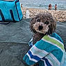 animal, beach, beach_bag, curly_hair, dog, mat, outdoor, people, pet, relaxation, rocks, sea, shore, striped_towel, summer, towel, vacation, water, water_bottle, wet_dog