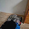 casual, clothes, cozy, curious, dog, domestic, drawer, fur, furniture, gray_dog, indoor, looking_up, packed_suitcase, pet, relaxed, room, small_dog, suitcase, wall, wooden_floor