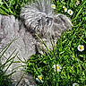 Doddy a rejoint le concours — aidez-le/la à gagner de superbes lots ! animal, close_up, daisies, daylight, dog, flowers, fluffy, fur, grass, gray_dog, greenery, leaf, nature, outdoor, peaceful, pet, relaxing, sleeping, summer, sunlight