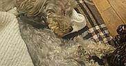 Doddy participe au concours pour gagner de l'argent avec cette photo : collar, colorful_skirt, comfort, companion, cozy, curly_fur, dog, fabric, fur, human, indoors, patterned_clothing, pet, plaid_blanket, relaxed, resting, sleeping, warm_colors, white_sweater, wooden_floor