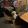 Bizkit Buratt is registered to the contest to win money with this photo: dog, puppy, indoor, living_room, carpet, wooden_chair, couch, pillow, blanket, toy, table, curtain, window, floor, furniture, pet, cute, small_dog, cozy, home