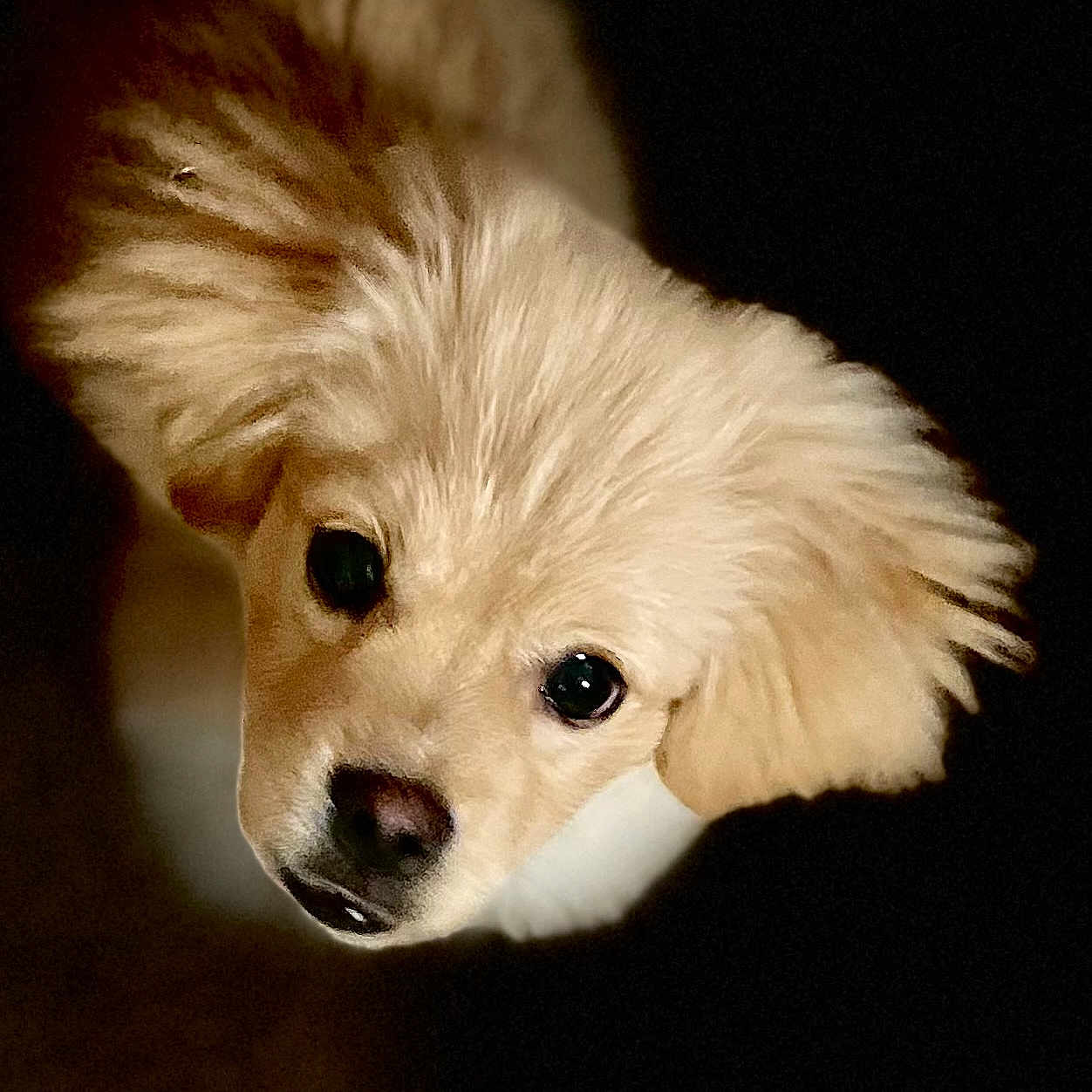 Bizkit Buratt joined the competition — help win amazing prizes! adorable, animal, canine, close_up, curious, cute, dark_background, dog, face, fluffy, indoor, innocent, light_fur, looking_up, pet, portrait, puppy, soft, whiskers, young