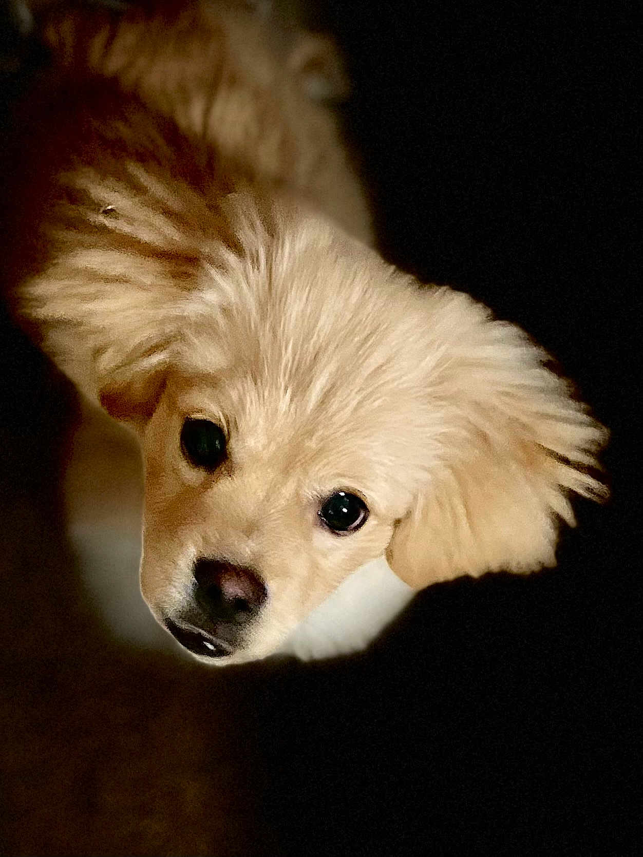 Bizkit Buratt joined the competition — help win amazing prizes! puppy, dog, close_up, fluffy, cute, pet, animal, light_fur, dark_background, portrait, curious, young, canine, whiskers, adorable, face, looking_up, soft, innocent, indoor
