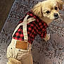 Bizkit Buratt joined the competition — help win amazing prizes! dog, small_dog, clothing, suspenders, red_and_black_shirt, carpet, indoor, pet, fur, tail, curious, looking_back, floor, patterned_rug, cute, adorable, domestic, animal, playful, home