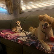 Bizkit Buratt joined the competition — help win amazing prizes! dog, couch, blanket, indoor, pet, animal, window, curtain, smiling, small_dog, fur, domestic_animal, relaxed, seated, happy, living_room, cozy, two_dogs, collar, toy