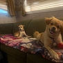 dog, couch, blanket, indoor, pet, animal, window, curtain, smiling, small_dog, fur, domestic_animal, relaxed, seated, happy, living_room, cozy, two_dogs, collar, toy