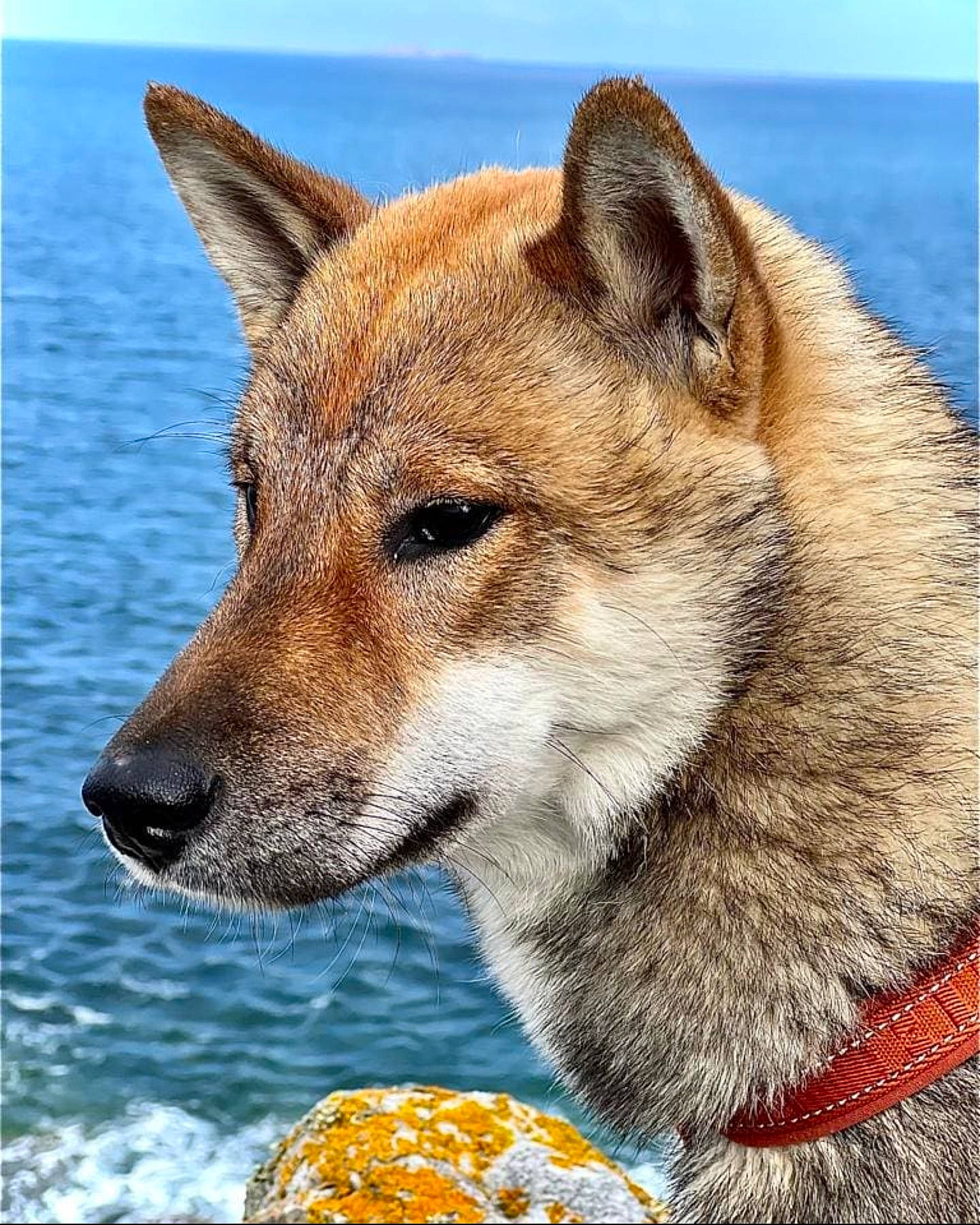 Maï participe au concours pour gagner de l'argent avec cette photo : ancient_dog_breeds, art, canidae, canis, carnivore, companion_dog, dingo, dog, dog_breed, fawn, fur, non_sporting_group, snout, sporting_group, terrestrial_animal, water, whiskers, wildlife, wolf, working_dog