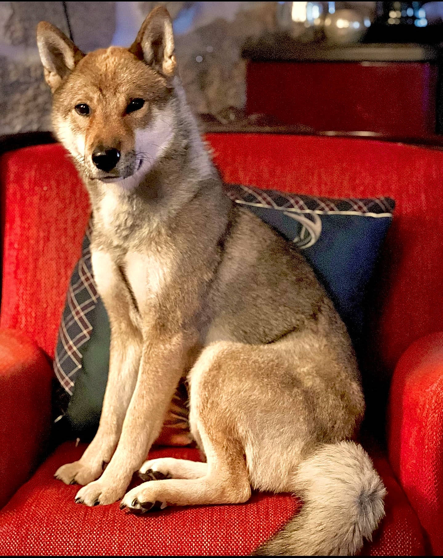 Maï participe au concours pour gagner de l'argent avec cette photo : ancient_dog_breeds, canidae, carnivore, collar, comfort, companion_dog, dog, dog_breed, fawn, fur, snout, tail, terrestrial_animal, wildlife