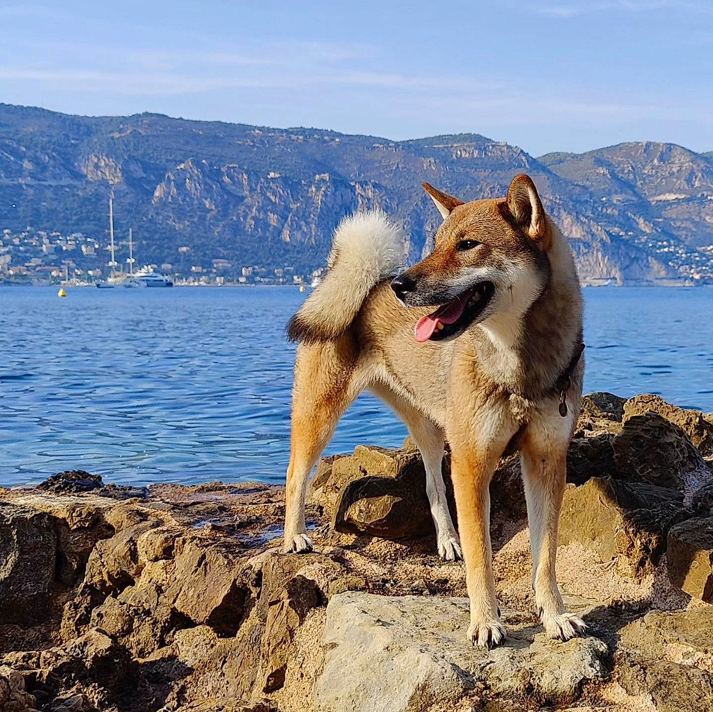 Maï participe au concours pour gagner de l'argent avec cette photo : adventure, canidae, carnivore, cloud, coast, companion_dog, dog, dog_breed, dog_hiking, fawn, lake, landscape, mountain, ocean, rock, sky, sporting_group, water, working_animal, working_dog