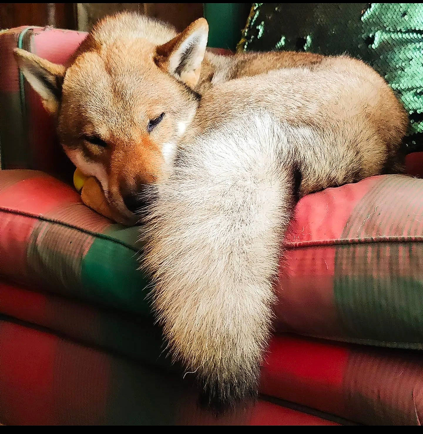 Maï participe au concours pour gagner de l'argent avec cette photo : canidae, carnivore, claw, comfort, companion_dog, dog, dog_breed, fawn, felidae, fox, fur, nap, paw, rectangle, sleep, swift_fox, tail, terrestrial_animal, whiskers, wildlife