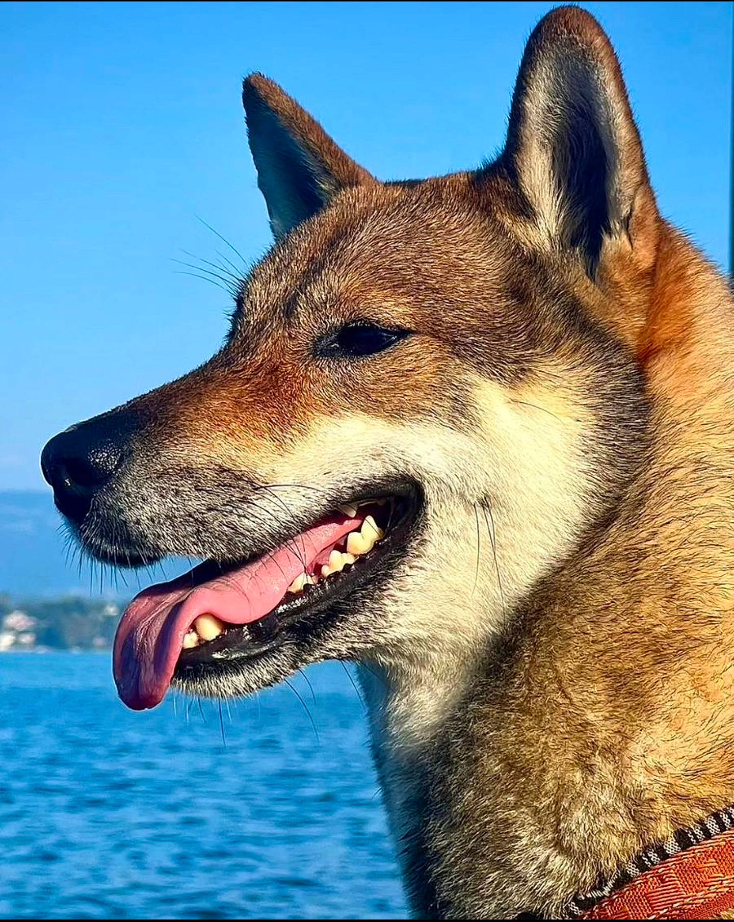 Maï participe au concours pour gagner de l'argent avec cette photo : art, canidae, canis, carnivore, companion_dog, dog, dog_breed, electric_blue, fur, happy, illustration, jaw, lake, rectangle, sky, snout, terrestrial_animal, water, whiskers, wolf