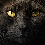 Pearl a rejoint le concours — aidez-le/la à gagner de superbes lots ! animal, cat, close_up, dark_background, domestic_animal, eyes, face, feline, focused, fur, gray_fur, intense_gaze, macro, mammal, pet, portrait, texture, whiskers, whiskers_visible, yellow_eyes