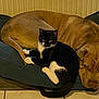 animal, black_and_white_cat, brown_dog, cat, companion, cozy, cushion, dog, domestic, floor, friendship, indoor, peaceful, pet, quiet, relaxing, resting, sleeping, tail, tile