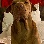 Marie Cecile a rejoint le concours — aidez-le/la à gagner de superbes lots ! animal, background, bed, brown_dog, canine, close_up, dog, furniture, home, indoor, large_dog, pet, pillow, portrait, red_artwork, resting, seated, serious_expression, texture, white_bed