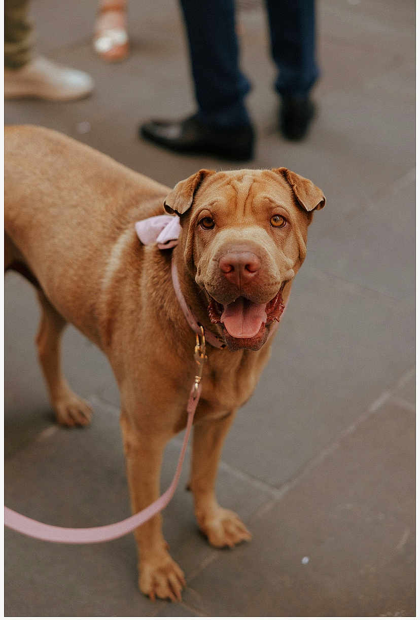 Marie Cecile a rejoint le concours — aidez-le/la à gagner de superbes lots ! animal, blurred_background, brown_dog, canine, collar, companion, cute, dog, domestic_animal, ears, friendly, happy, leash, mammal, outdoor, pavement, pet, standing, tongue_out, walking
