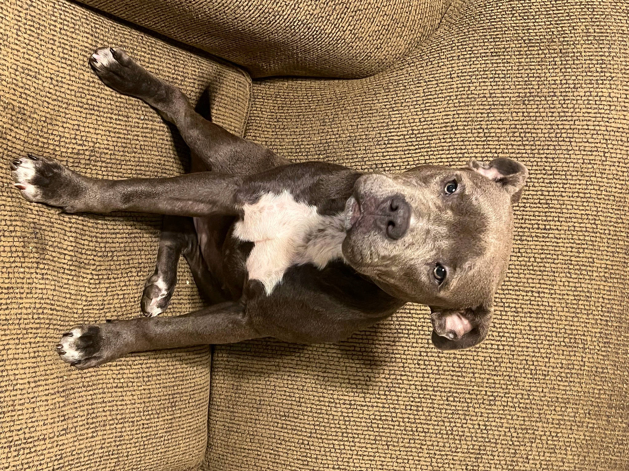 Luna is registered to the contest to win money with this photo: canidae, carnivore, companion_dog, dog, dog_breed, fawn, fur, grey, guard_dog, monochrome, monochrome_photography, paw, reptile, snout, sporting_group, tail, terrestrial_animal, wildlife, wood, working_animal