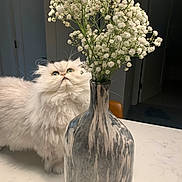 Kiki is registered to the contest to win money with this photo: cat, fluffy_cat, white_cat, green_eyes, vase, flowers, baby_breath, marble_countertop, indoor, curious, table, modern_interior, plant_stem, close_up, feline, pet, domestic_animal, still_life, home, decor